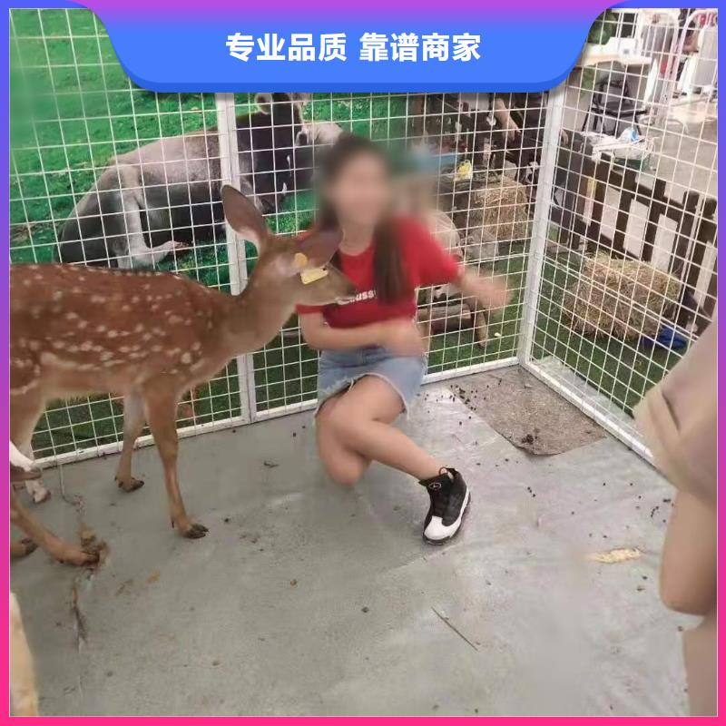 【馬戲團/羊駝】-動物展覽秀高品質