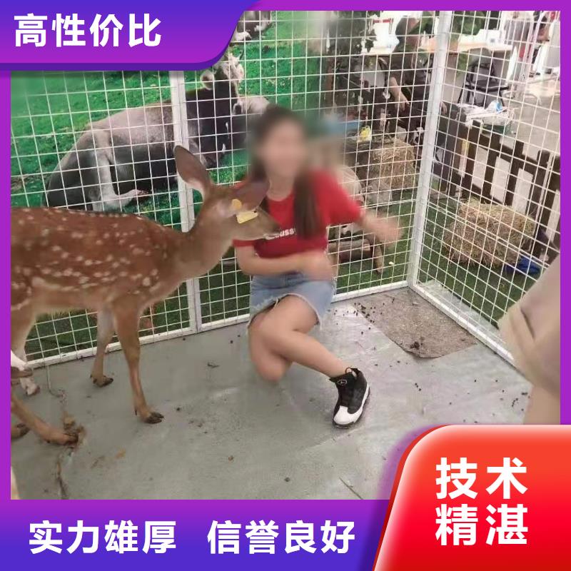 馬戲團(tuán)/羊駝 出租羊駝良好口碑