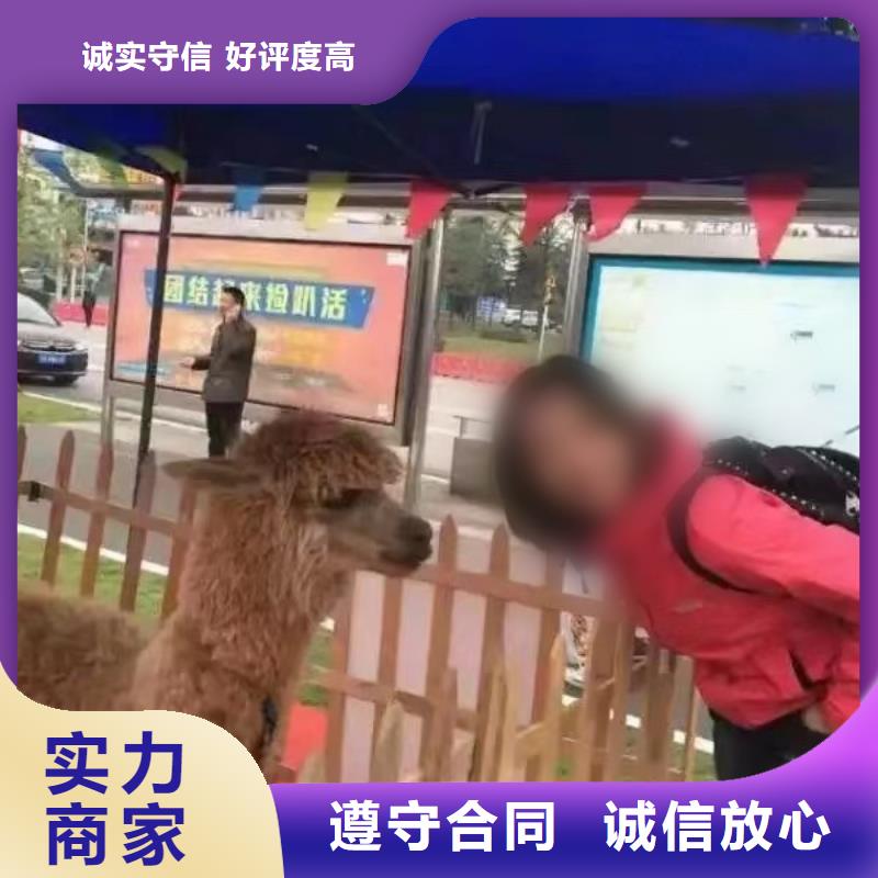 【馬戲團/羊駝】【企鵝表演出租】價格低于同行