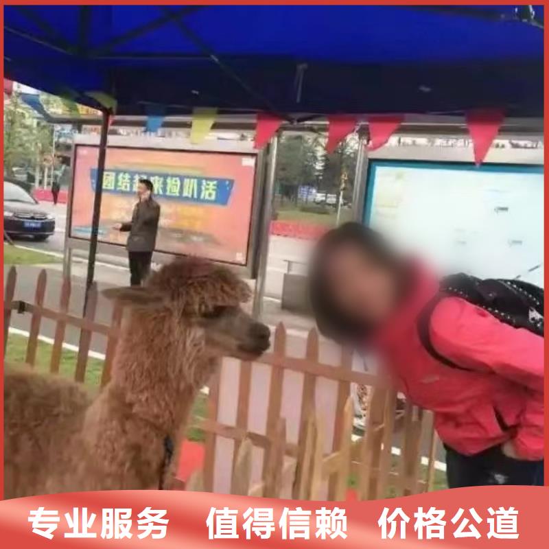 馬戲團(tuán)/羊駝草泥馬羊駝租賃遵守合同