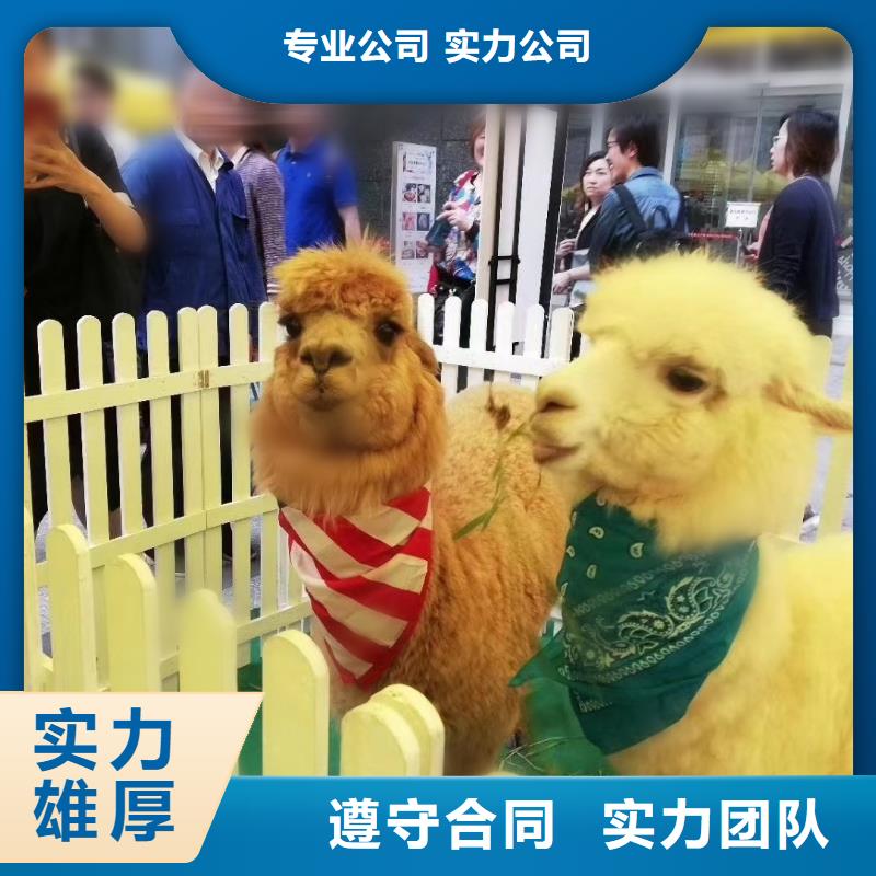 【馬戲團(tuán)/羊駝小馬戲出租技術(shù)可靠】