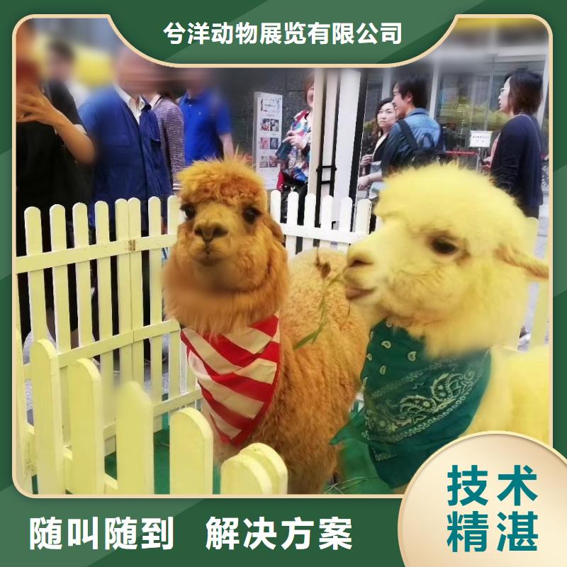 马戏团/羊驼鹦鹉表演租赁放心之选