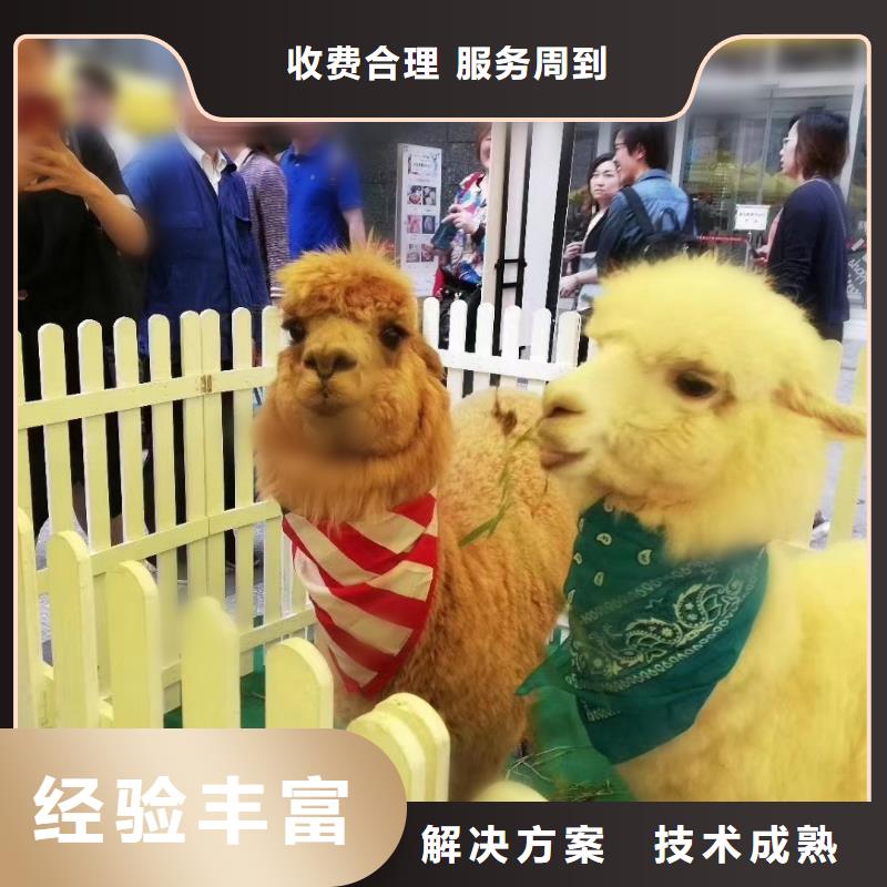 马戏团/羊驼吉祥百鸟展一站搞定