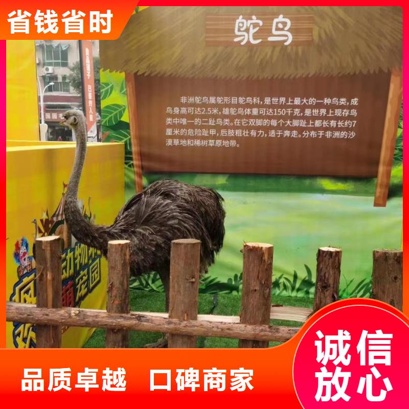 马戏团/羊驼美人鱼表演品质服务