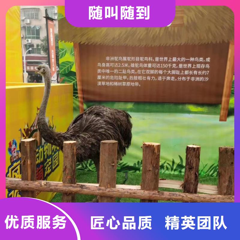 馬戲團(tuán)/羊駝雜耍演出正規(guī)公司