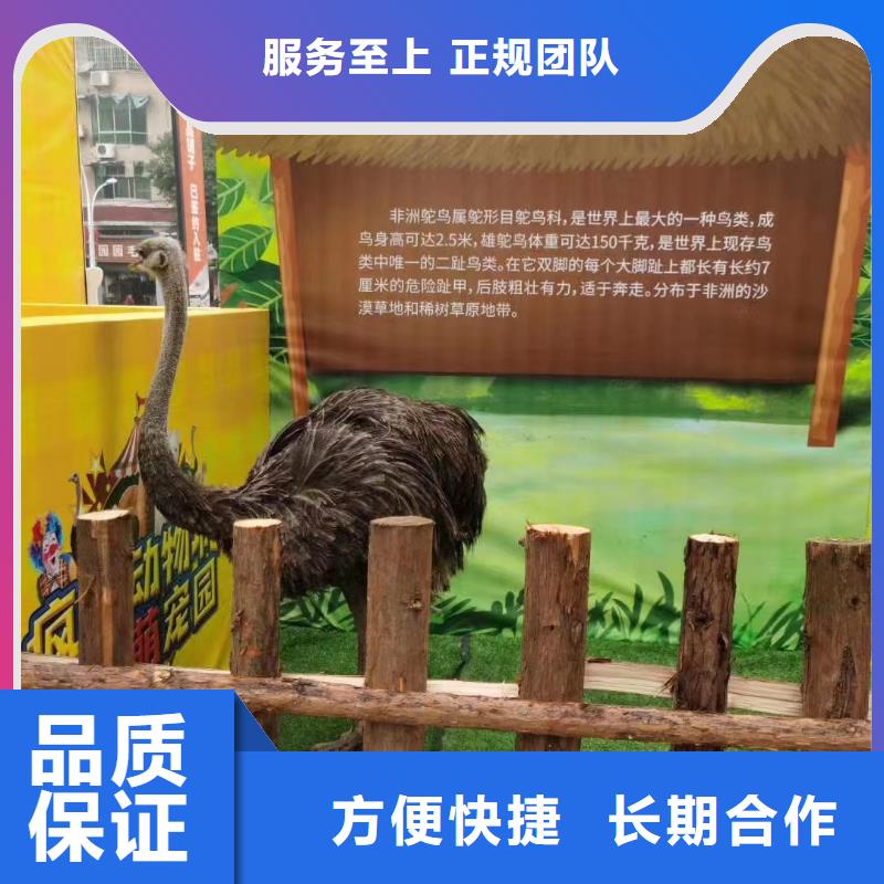 馬戲團(tuán)/羊駝海獅表演出租專(zhuān)業(yè)公司