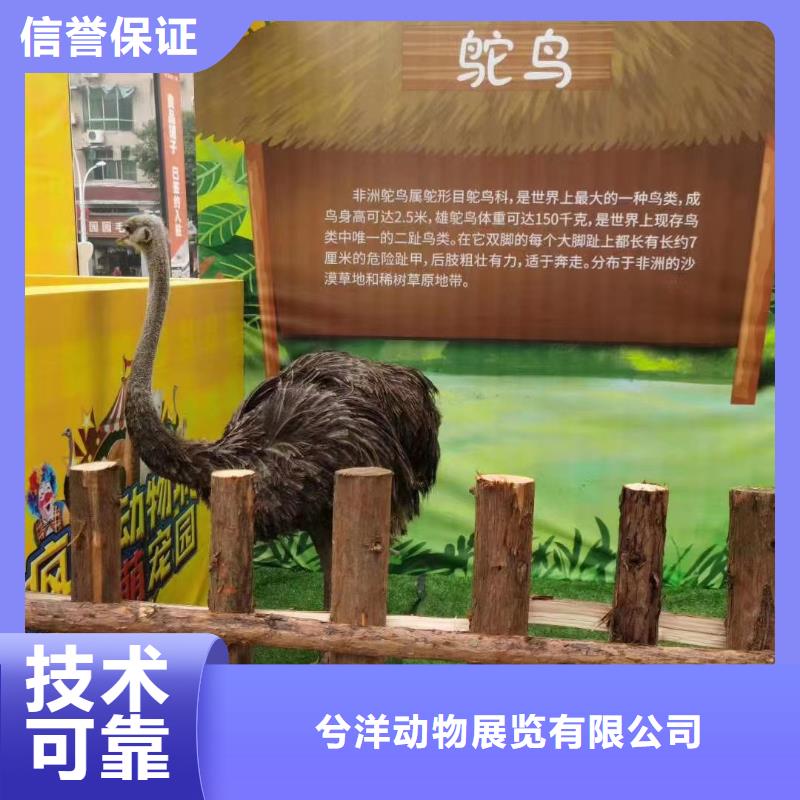 馬戲團(tuán)/羊駝草泥馬羊駝租賃知名公司