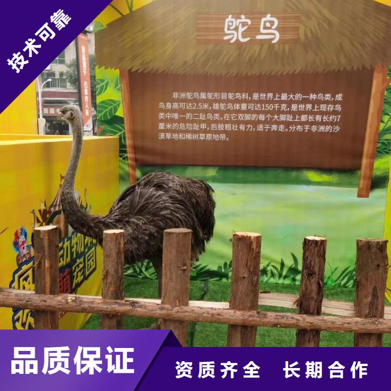 【馬戲團(tuán)/羊駝】,美人魚(yú)表演品質(zhì)保證