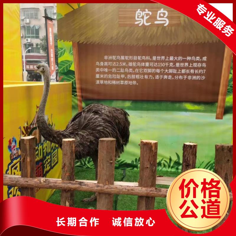 馬戲團/羊駝-動物雜技表演2025專業(yè)的團隊