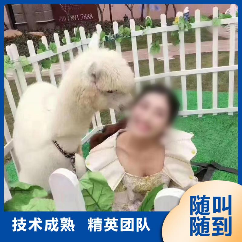 馬戲團/羊駝馬戲團表演出租正規(guī)團隊