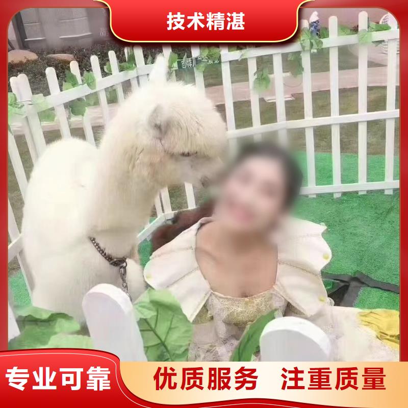 马戏团/羊驼鹦鹉表演租赁放心之选