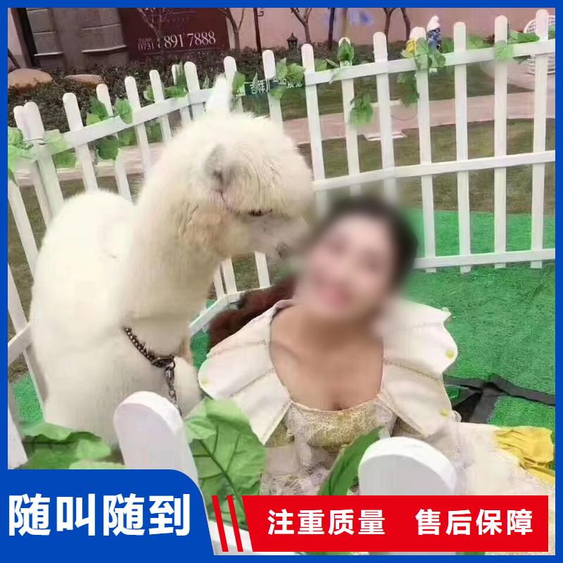 马戏团/羊驼_马戏团表演出租租赁售后保障
