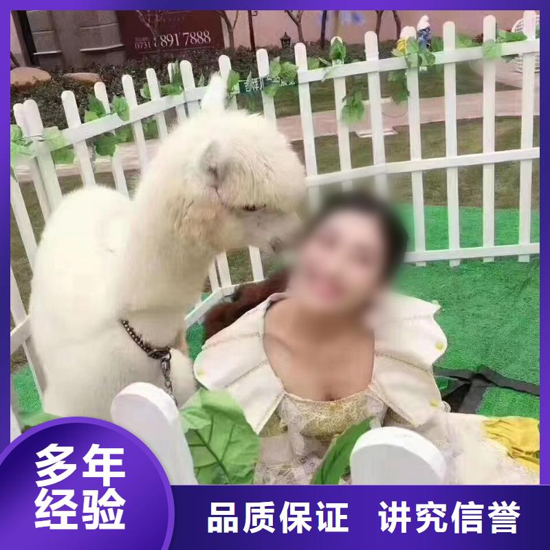 馬戲團(tuán)/羊駝雜技表演拒絕虛高價(jià)