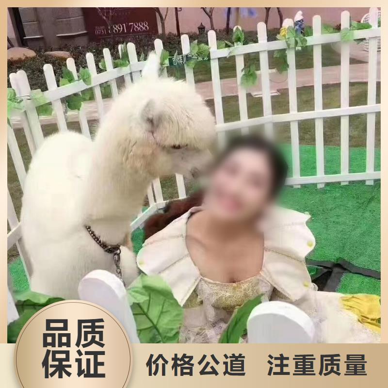 马戏团/羊驼,美人鱼表演出租价格公道