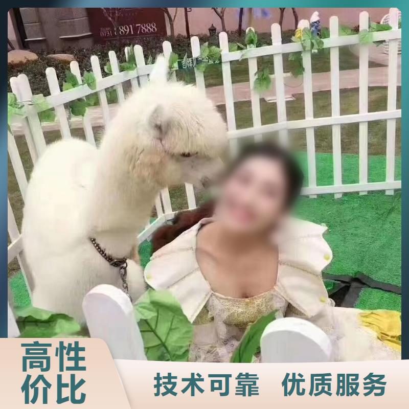 馬戲團/羊駝,景區(qū)雜技表演技術(shù)成熟