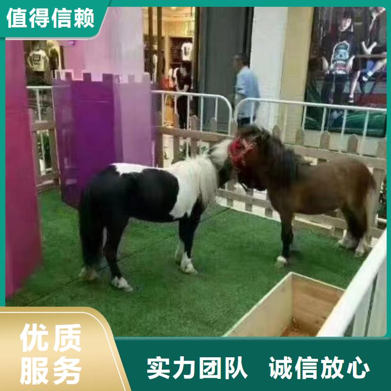 馬戲團(tuán)/羊駝_動(dòng)物雜技表演省錢省時(shí)