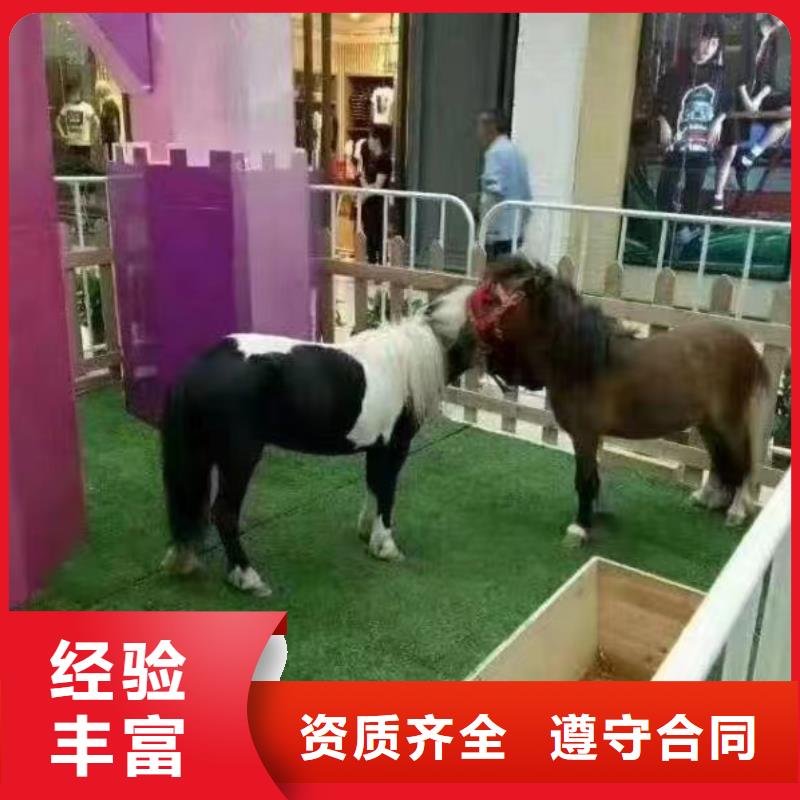 马戏团/羊驼-马戏团表演多年经验