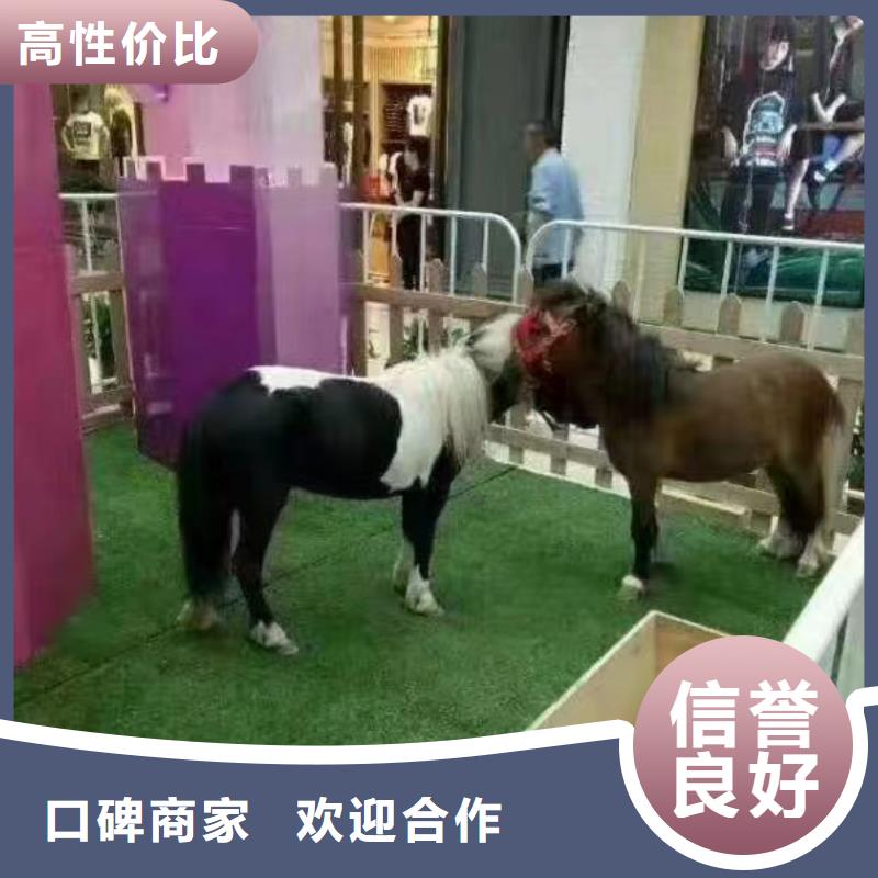 馬戲團/羊駝,【出租馬戲表演】省錢省時
