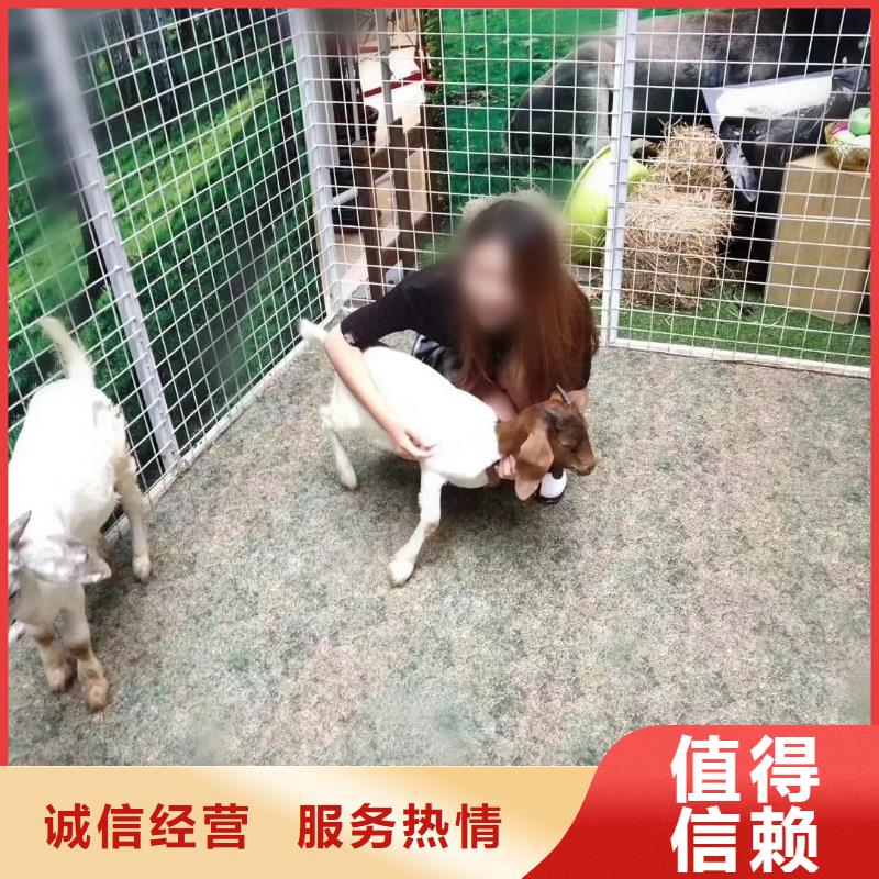 馬戲團/羊駝動物表演省錢省時