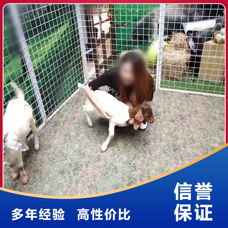 馬戲團/羊駝-羊駝出租先進的技術