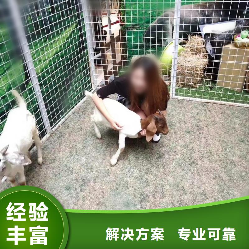 馬戲團/羊駝,美人魚表演出租專業(yè)品質(zhì)