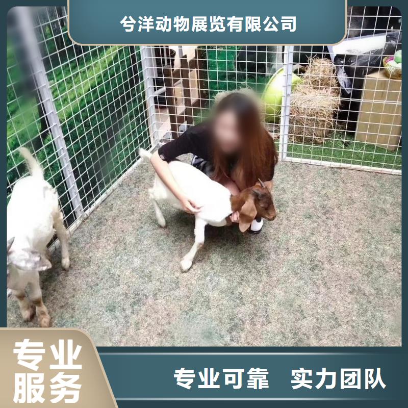 馬戲團(tuán)/羊駝動(dòng)物表演省錢省時(shí)