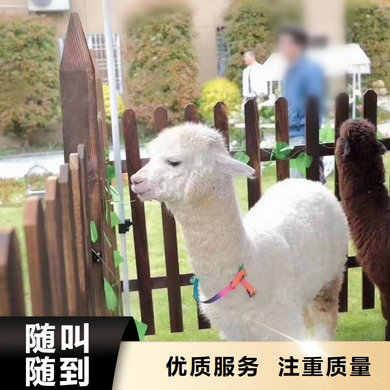 马戏团/羊驼,商场马戏表演出租专业