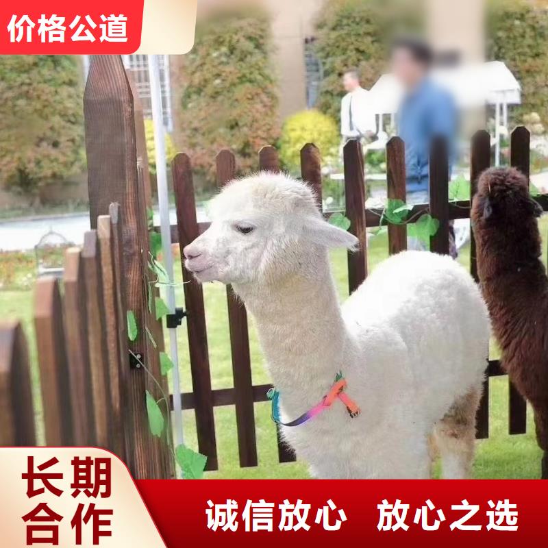 馬戲團/羊駝出租羊駝知名公司