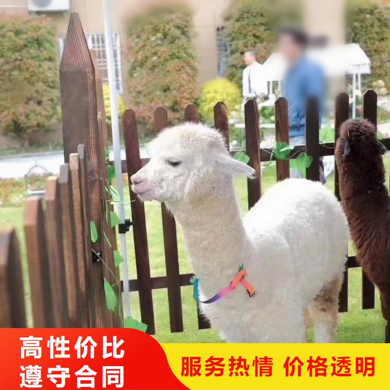 馬戲團(tuán)/羊駝馬戲團(tuán)出租 知名公司