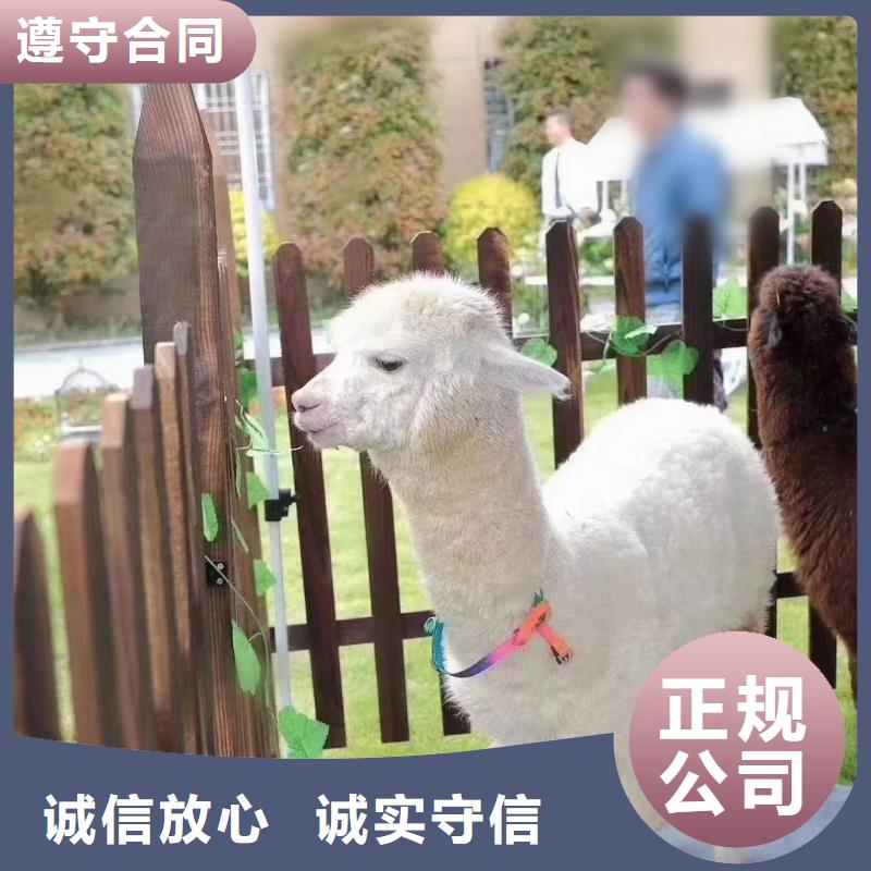 馬戲團/羊駝,景區(qū)雜技表演技術(shù)成熟