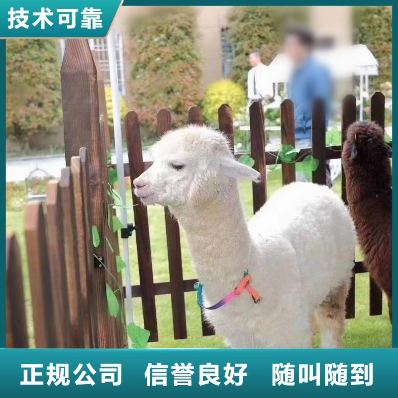 馬戲團(tuán)/羊駝-馬戲團(tuán)表演多年經(jīng)驗