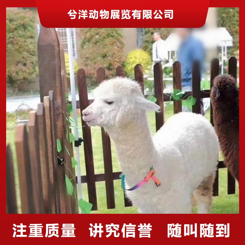 馬戲團/羊駝馬戲團表演出租租賃品質(zhì)卓越