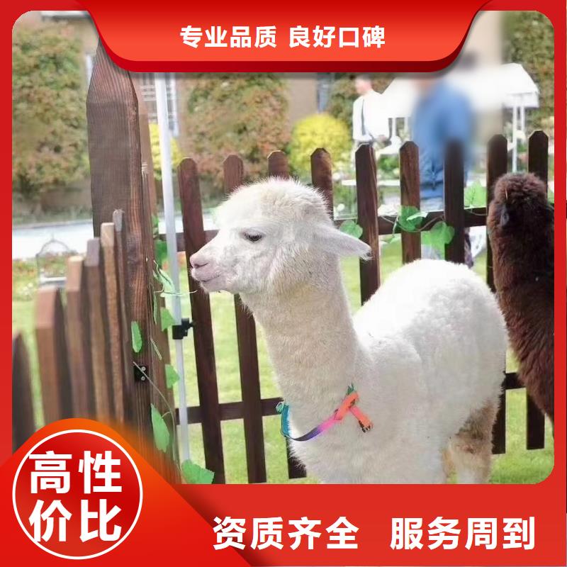 【馬戲團/羊駝】_【活體羊駝租賃】值得信賴