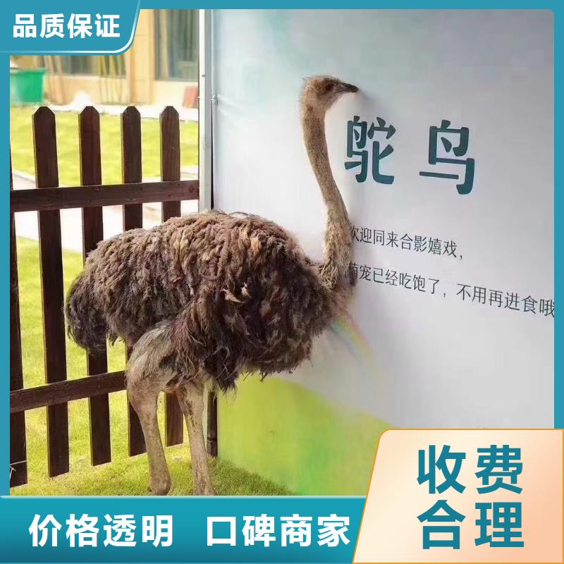 馬戲團(tuán)/羊駝_動(dòng)物雜技表演省錢(qián)省時(shí)