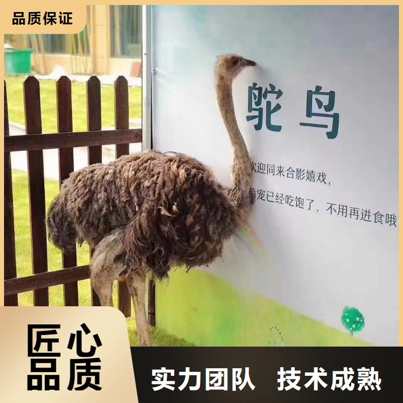 马戏团/羊驼企鹅出租表演技术精湛