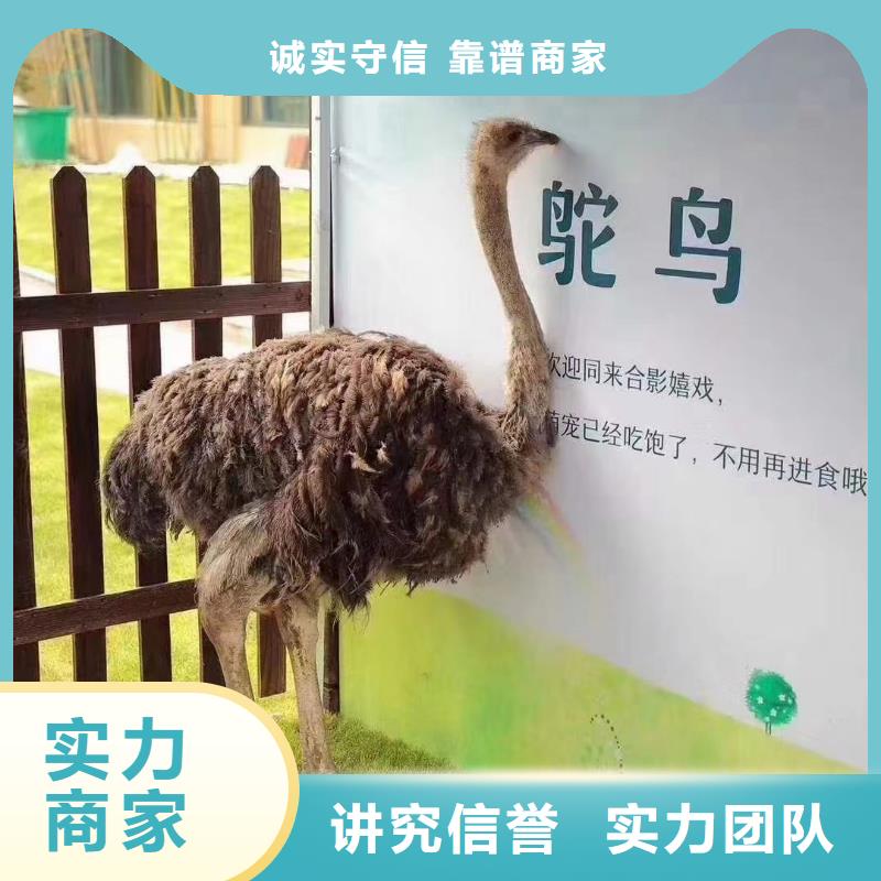 【馬戲團(tuán)/羊駝】,鸚鵡表演比同行便宜