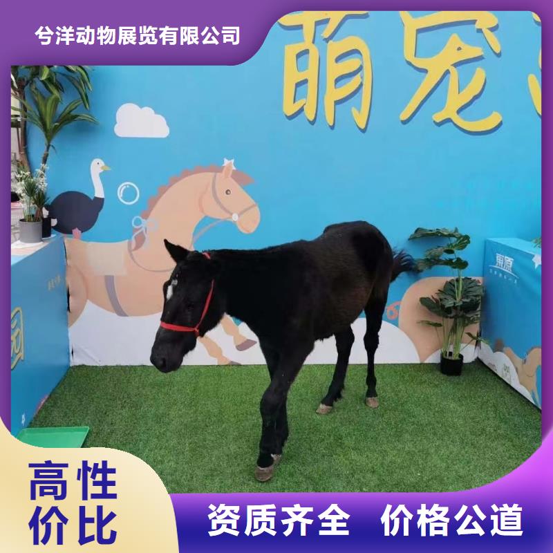 马戏团/羊驼_马戏团表演出租租赁售后保障
