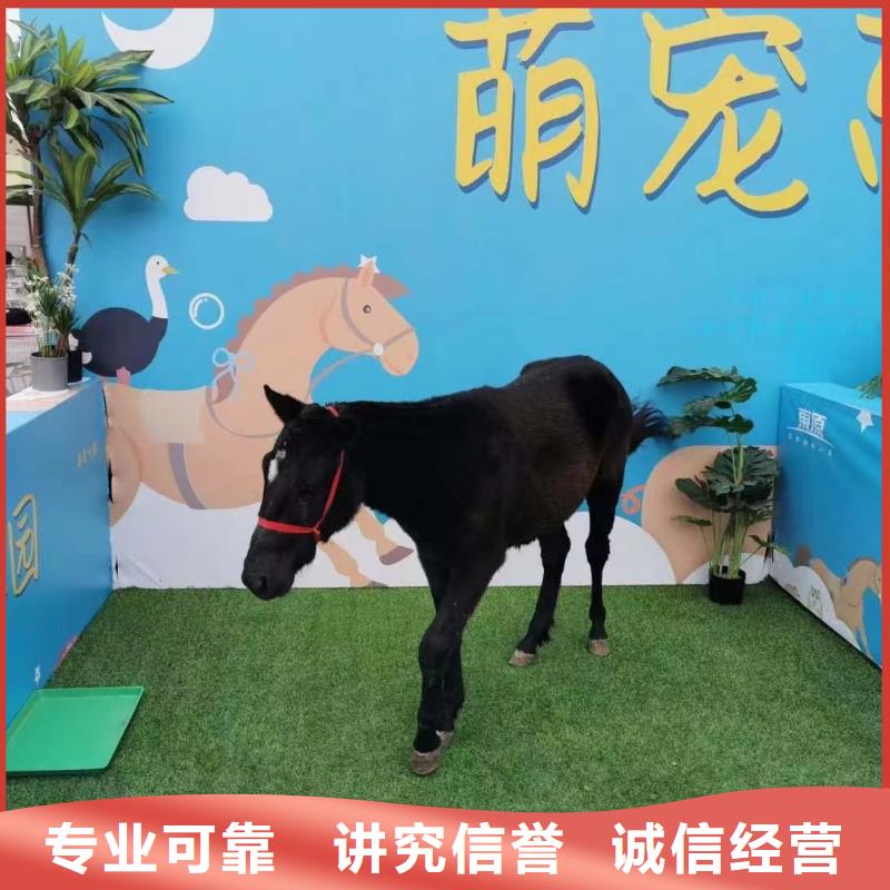 馬戲團(tuán)/羊駝 出租海獅表演專業(yè)團(tuán)隊(duì)