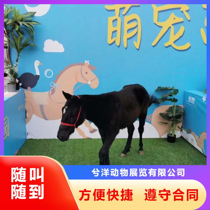 马戏团/羊驼 【出租海狮表演】2025公司精心