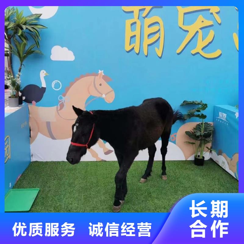 马戏团/羊驼出租企鹅实力商家
