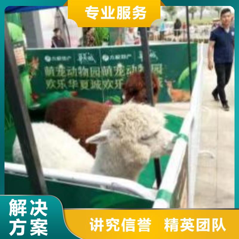 【馬戲團/羊駝羊駝出租品質(zhì)服務】