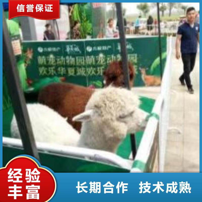 馬戲團(tuán)/羊駝_動(dòng)物雜技表演省錢(qián)省時(shí)