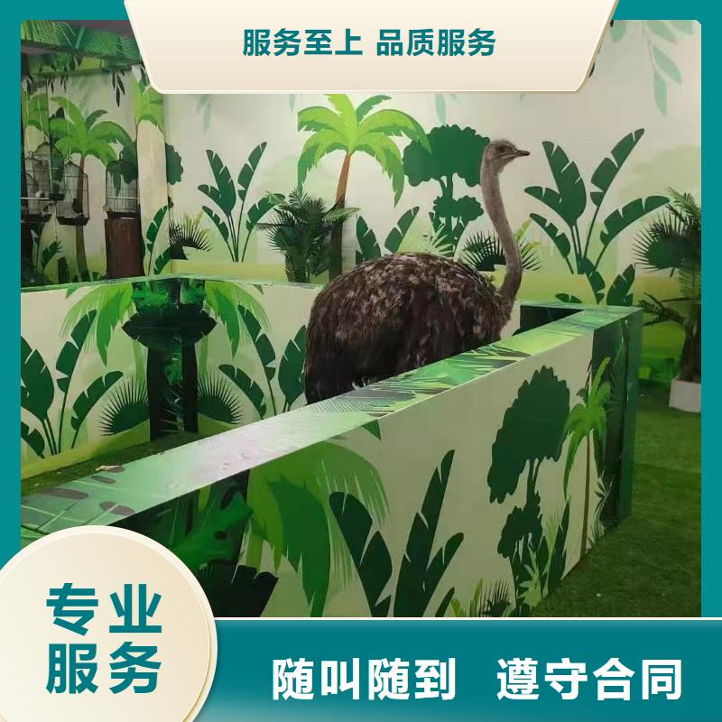 马戏团/羊驼海洋展租赁专业