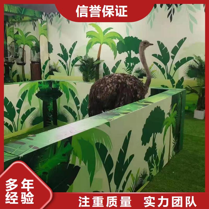 馬戲團/羊駝-馬戲團表演多年經(jīng)驗