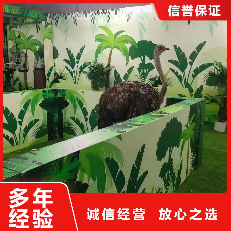 马戏团/羊驼海洋展租赁质量保证