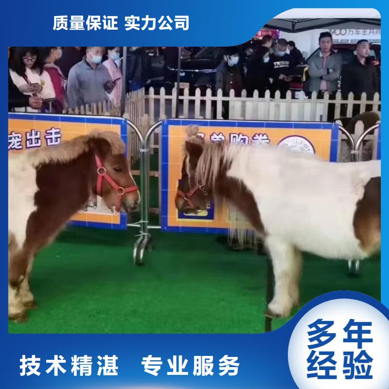 馬戲團(tuán)/羊駝企鵝租賃長(zhǎng)期合作