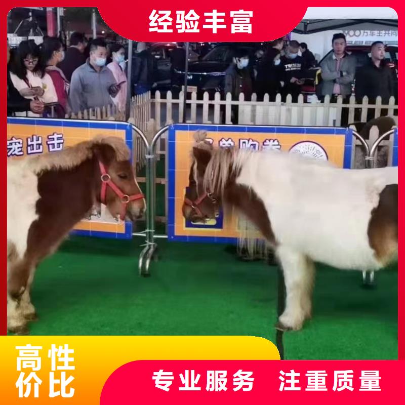 马戏团/羊驼-马戏团表演多年经验