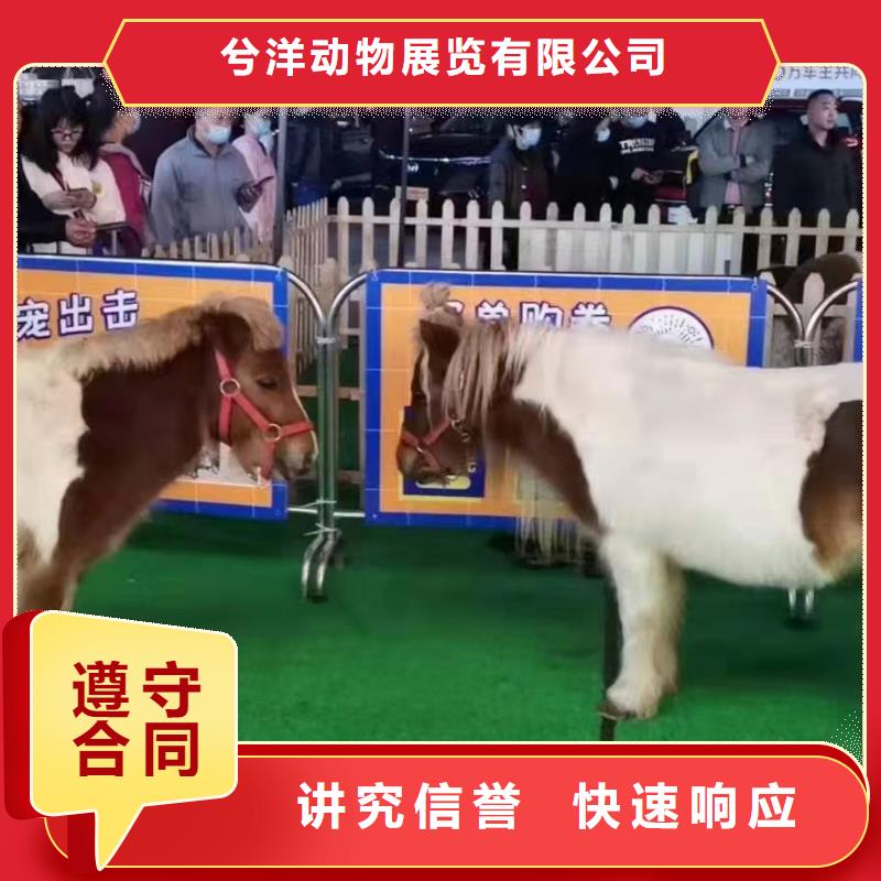 马戏团/羊驼,【出租企鹅表演】解决方案