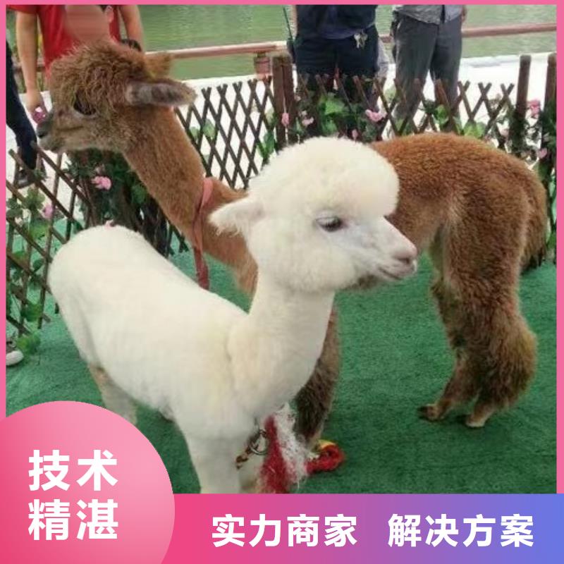 马戏团/羊驼,美人鱼表演出租价格公道
