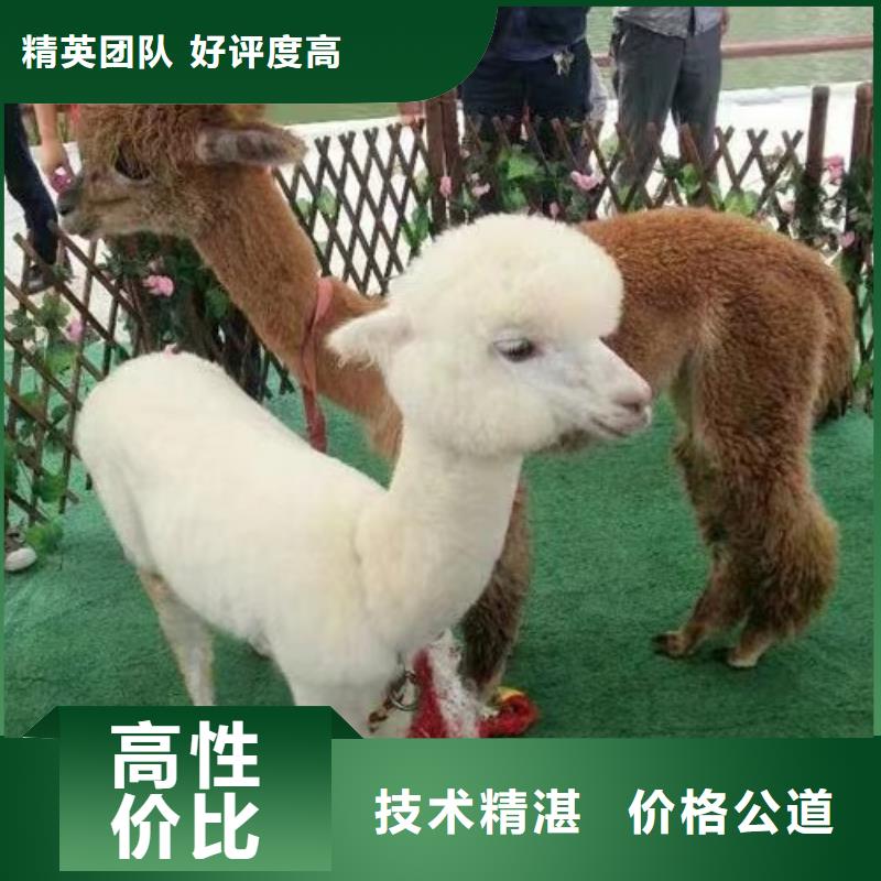 马戏团/羊驼 出租羊驼良好口碑